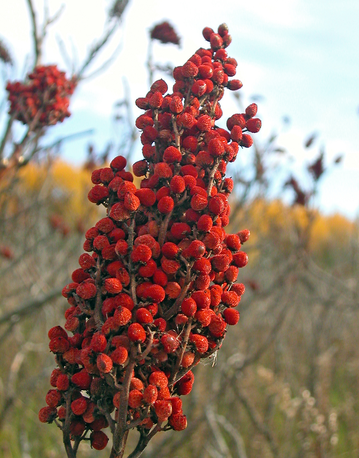 SumacFruchtGewuerz Intensiv rote-orange Sumak-Frucht am Strauch
